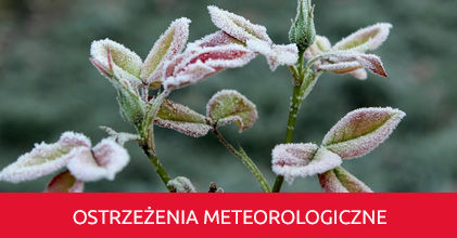 Zmarznięte kwiaty i napis Ostrzeżenie meteorologiczne