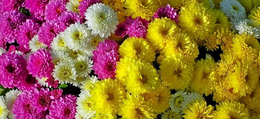 Chryzantemy