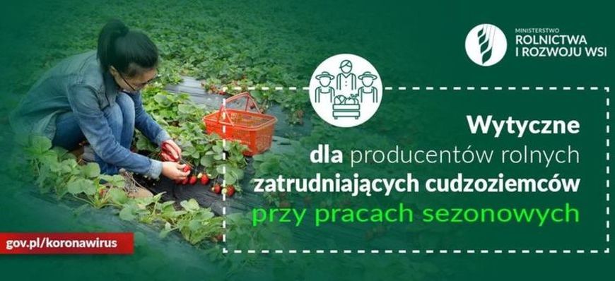 Grafika osoba zbierająca truskawki, logo Ministerstwa rolnictwa i rozwoju wsi, ikona w kółku rolnicy i napis: Wytyczne dla producentów rolnych zatrudniających cudzoziemców przy pracach sezonowych