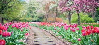 Ścieżka z kamieni wiodąca przez park z kwitnącymi czerwonymi tulipanami i różowymi drzewami w tle.