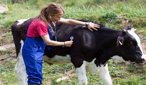 Zdjęcie lekarza badającego krowę