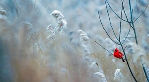 Czerwony ptak na drzewie w otoczeniu opadów śniegu
