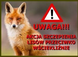 Komunikat Lubelskiego Wojewódzkiego Lekarza Weterynarii dot. Jesiennej akcji szczepień lisów przeciwko wściekliźnie