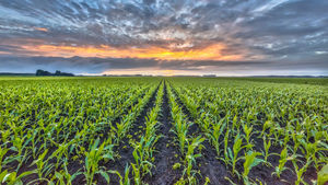 Lorem Ipsum is simply dummy text of the printing and typesetting industry