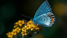 motyl