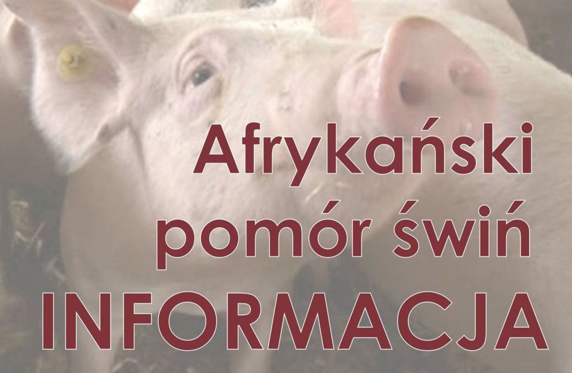 Informacja Powiatowego Lekarza Wetyrynarii w Oławie dot. afrykańskiego pomoru świń