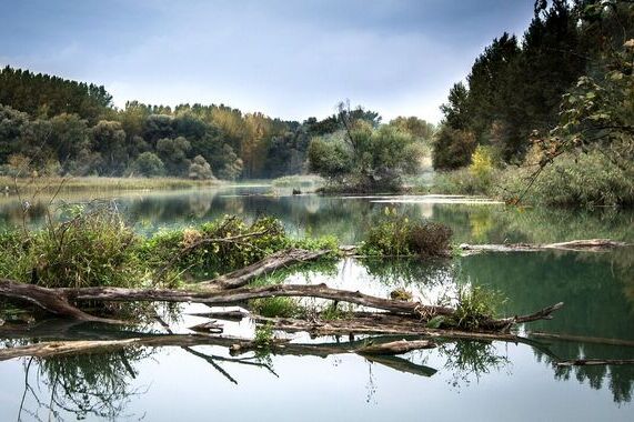 Zdjęcie spokojnej rzeki z unoszącą się mgiełką, z pływającymi kłodami drewna i bujną zieloną roślinnością po obu stronach.