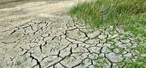 Informacja Wójta Gminy Kwidzyn dot. składania wniosków o szacowanie suszy