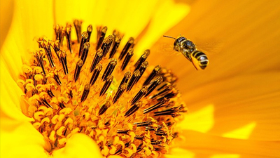Ochrona pszczoły miodnej