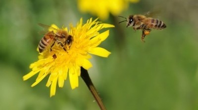 Komunikat o konieczności przestrzegania zasad stosowania środków ochrony roślin w sposób bezpieczny dla pszczół