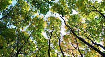 Zaostrzenie przepisów dotyczących zezwolenia na wycinkę drzew od 17 czerwca 2017 r. 