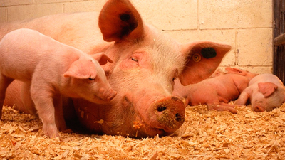 Od 28 lutego walczymy z ASF w całej Polsce