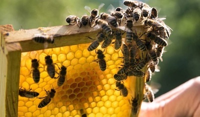 Wiosenne królestwo pszczół w gminie Jabłonna