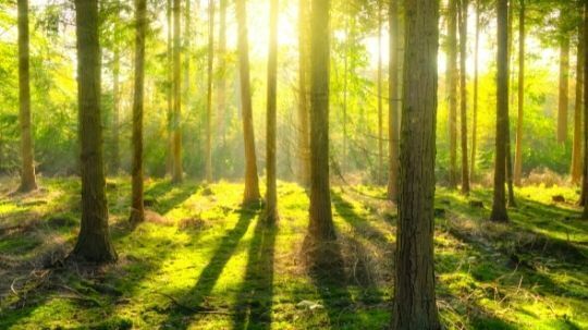 Słońce przesącza się przez kroń drzew w leśnym krajobrazie, rzucając długie cienie na bujną, zieloną trawę.