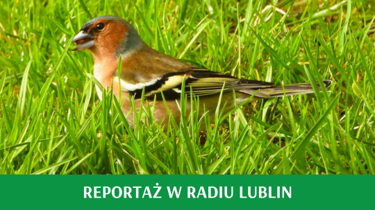 Ptak wilga stojący w zielonej trawie, tekst reportaż w Radiu Lublin