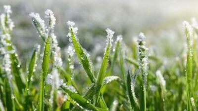 Procedura szacowania strat spowodowanych wiosennymi przymrozkami