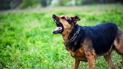 Zagrożenie epizootyczne w województwie lubelskim