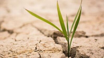 roślinka wyrastająca z suchej gleby