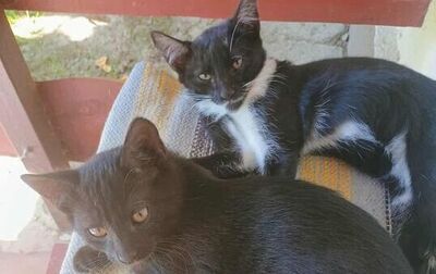 zdjęcie dwóch czarnych, leżących kotów