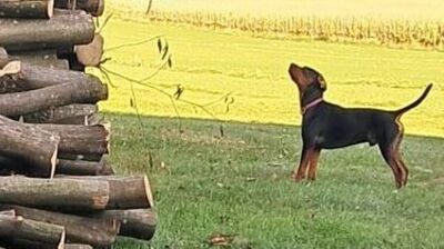 zdjęcie czarnego psa