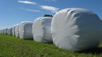 zdjęcie sianokiszonek w białej folii