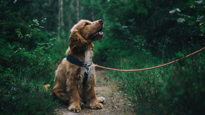zdjęcie psa na smyczy w lesie