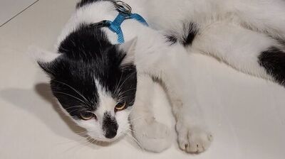 zdjęcie leżącego biało-czarnego kota