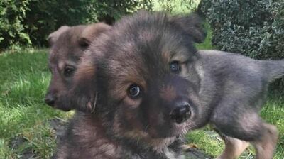 zdjęcie szczeniaczka