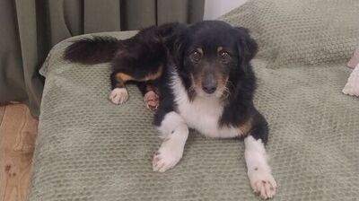 Mały piesek leżący na zielonym, miękkim kocu o fakturze plastra miodu. Piesek ma ciemne, głównie czarne futro z białą piersią i białymi łapkami oraz brązowymi akcentami przy pyszczku i nad oczami. Leży przodem do aparatu, głowę lekko uniesioną, patrzy w stronę obiektywu. Po lewej stronie zdjęcia widać zasłony w podobnym zielonym odcieniu, u dołu fragment drewnianej podłogi. Koc zajmuje większość kadru.