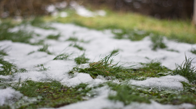 Fragment trawnika z nieregularnymi płatami topniejącego śniegu. Trawa jest zielona, miejscami przygnieciona i mokra, a śnieg leży w rozproszonych, cienkich plackach. Ujęcie jest z bardzo niskiej perspektywy, z ostrą głębią na trawie bliżej środka i rozmytym tłem.
