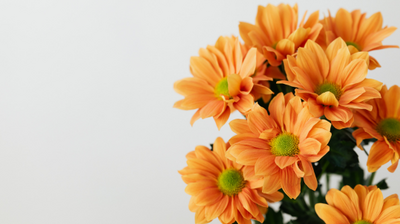 Bukiet pomarańczowych kwiatów z zielonymi środkami na jasnym, jednolitym tle. Kwiaty przypominają stokrotki lub chryzantemy; mają wiele wąskich płatków w odcieniu pomarańczowym, a ich środki są okrągłe, zielone. Większość kwiatów znajduje się po prawej stronie kadru, a lewa strona to pusta, jasna przestrzeń. Widoczne są też ciemnozielone liście i fragmenty łodyg w dolnej prawej części.