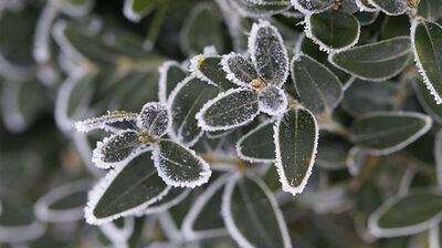 Zamarznięte liście pokryte cienką warstwą szronu, tworzące malowniczy obraz zimowej natury. Każdy liść otoczony jest białymi kryształkami lodu, kontrastującymi z ciemną zielenią.