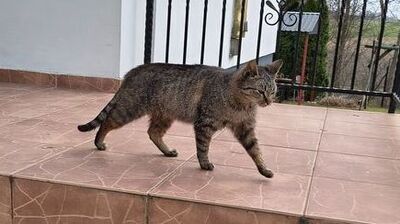 Pasiasty szaro-brązowy kot na kafelkowanych schodach przy wejściu do budynku. Kot jest uchwycony z profilu w trakcie chodzenia w prawo, z wysuniętą przednią łapą, ogonem opuszczonym i lekko przymrużonymi oczami. Futro ma pręgowane, z ciemniejszymi paskami na bokach i łapach; pysk ma jaśniejszy w okolicy nosa i policzków, uszy stojące.  Schody i podest są wyłożone brązowo-różowymi płytkami z jasnymi żyłkami, a na krawędziach widać linie fug. Po lewej stronie jest biało-szara ściana z cokołem z płytek. W tle widać czarną metalową balustradę i fragment białej elewacji, a dalej na zewnątrz drzewa i kawałek terenu.