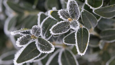 Zamarznięte liście pokryte cienką warstwą szronu, tworzące malowniczy obraz zimowej natury. Każdy liść otoczony jest białymi kryształkami lodu, kontrastującymi z ciemną zielenią.
