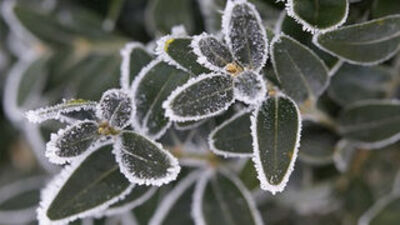 Zamarznięte liście pokryte cienką warstwą szronu, tworzące malowniczy obraz zimowej natury. Każdy liść otoczony jest białymi kryształkami lodu, kontrastującymi z ciemną zielenią.