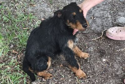 Mały czarno-rudy pies siedzący na ziemi. Pies ma średniej długości, dość kudłatą sierść: większość ciała jest czarna, a łapy, pyszczek i część klatki piersiowej są rudobrązowe. Uszy są oklapnięte, ogon dość krótki. Pies siedzi na ziemi z ubitej ziemi z pojedynczymi źdźbłami trawy i drobnymi roślinami. Głowa psa jest lekko uniesiona, oczy są częściowo przymknięte, pyszczek skierowany na bok. Z prawej strony widoczne jest ramię w długim rękawie oraz dłoń, która głaszcze psa po głowie i szyi. Po prawej stronie kadru widać różowy, ażurowy klapek na czyjejś stopie. Pies sprawia wrażenie spokojnego i oswojonego.