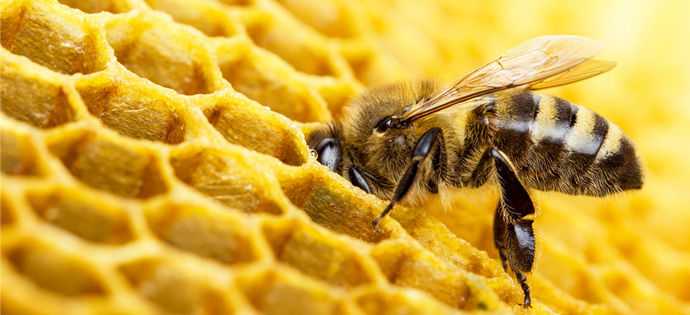 Apel do rolników i sadowników ws. ochrony pszczół