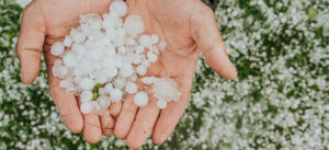 Wnioski o pomoc finansową w związku ze szkodami w uprawach rolnych