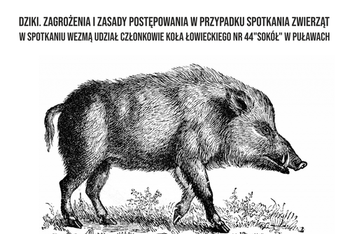 Dziki. Zagrożenia i zasady postępowania w przypadku spotkania zwierząt