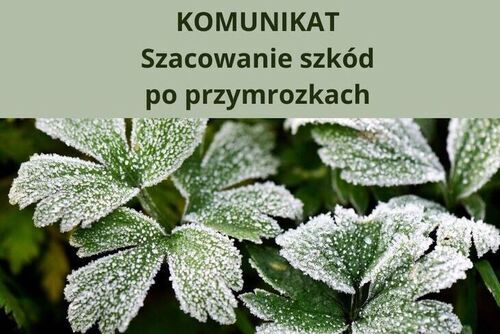 Ogłoszenie w sprawie wystąpienia strat w uprawach rolnych spowodowanych przymrozkami wiosennymi