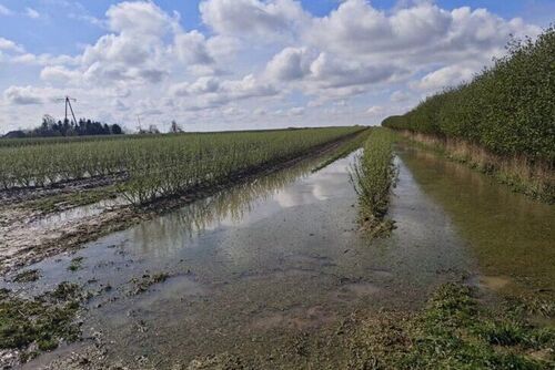 Ogłoszenie w sprawie wystąpienia strat w uprawach rolnych spowodowanych gradem, deszczem nawalnym, huraganem