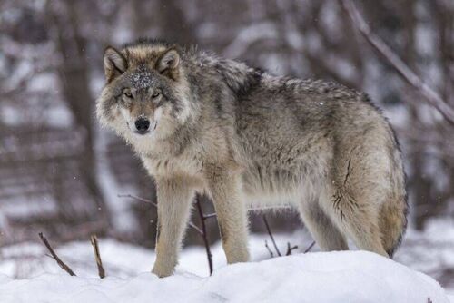 Wilk w okolicy - zasady postępowania
