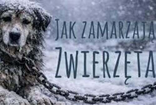 Mróz nie czeka! Reaguj!