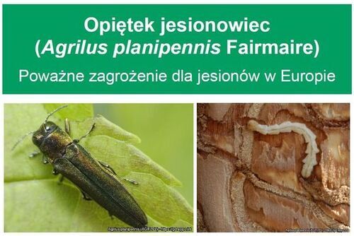 Groźny szkodnik jesionów wykryty w pobliżu Polski