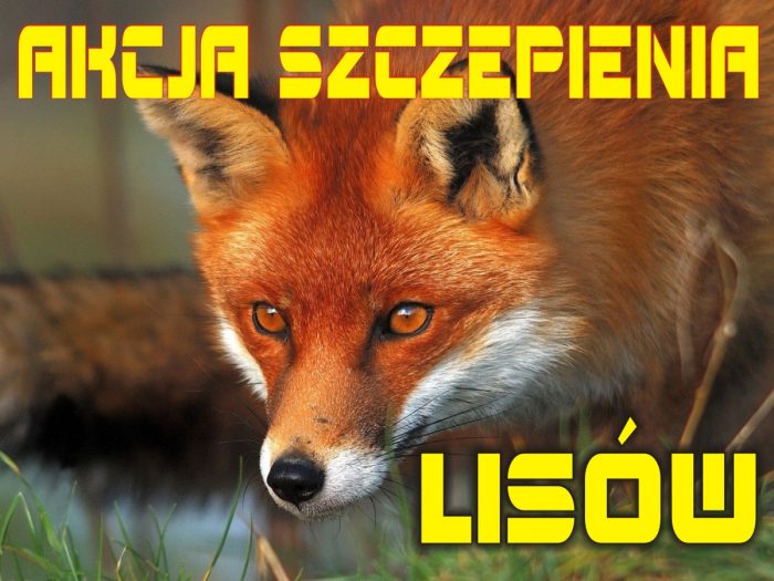 Wiosenna akcja szczepień lisów przeciwko wściekliźnie