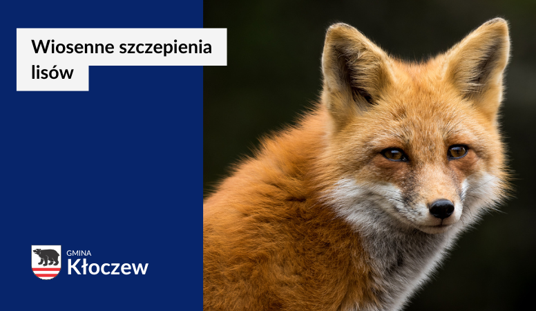 Wiosenna akcja szczepienia lisów przeciwko wściekliźnie