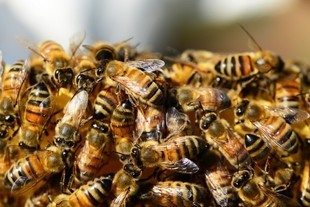 Ubrana w 12 tysięcy pszczół 