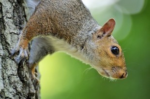 Dlaczego wiewiórki lubią masturbację?