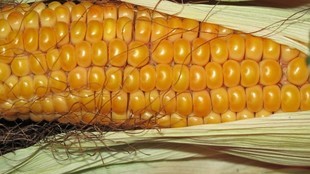 Bezcenna kukurydza - bez glutenu, bogata w selen