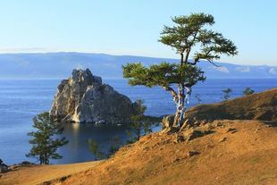 Bajkalska witamina P -  największy skarb rosyjskiej medycyny naturalnej